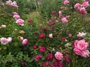 Prix P. J. Redouté rose photo