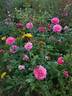 Prix P. J. Redouté rose photo