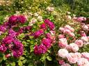 Prix P. J. Redouté rose photo