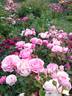 Prix P. J. Redouté rose photo