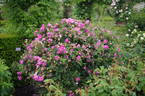 R. spinosissima andrewsii rose photo