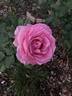 New Orleans Lady rose photo