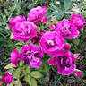 Purple Rain rose photo