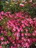Tommelise rose photo