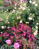 Tommelise rose photo