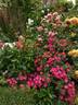Tommelise rose photo