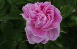 The Countryman rose photo