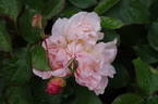 Mary Magdalene rose photo