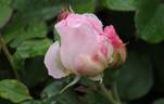 Mary Magdalene rose photo