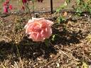 Mrs. Dunlop-Best rose photo