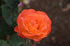 Orana Gold rose photo