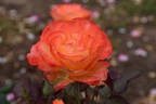 Orana Gold rose photo