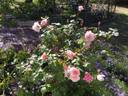 Sunlit rose photo