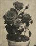 Chaperon Rouge rose photo