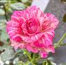 Kiseki rose photo