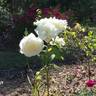 Mrs. David McKee rose photo