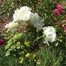 Mrs. David McKee rose photo
