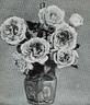Baroness Krayenhoff rose photo