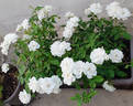 New Iceberg rose photo