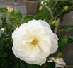 New Iceberg rose photo