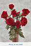 Étoile de Hollande rose photo