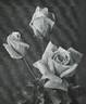 A.G.A. Rappard rose photo
