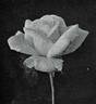 Charlotte E. van Dedem rose photo