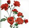 Rosorum rose photo