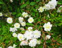 Mannington Cascade rose photo