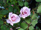 Baby Talk rose photo