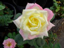 Bella'roma rose photo