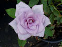 Blue Skies rose photo