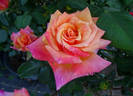 Bronze Sunset rose photo