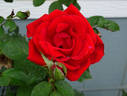 Cancun ™ rose photo