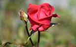 Mexicana rose photo