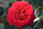 Champs-Elysées ® rose photo