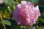 Happy Days rose photo