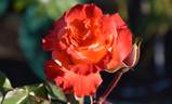 Tequila ® rose photo