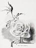 Madame Abel Chatenay rose photo