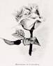 Marchioness of Londonderry rose photo