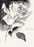 Muriel Graham rose photo