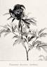 <i>P. decora</i> G. Anderson synonym peony photo