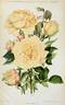 Nardy rose photo