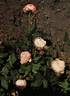 Madame Pierre Oger rose photo