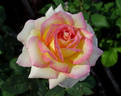 Centennial Star rose photo
