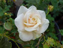 Charmant ® rose photo