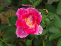 Cherries 'n' Cream™ rose photo