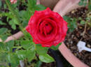 Cherry Folies ® rose photo