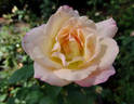 Cherry-Vanilla rose photo