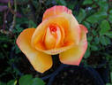 Chris Evert ™ rose photo